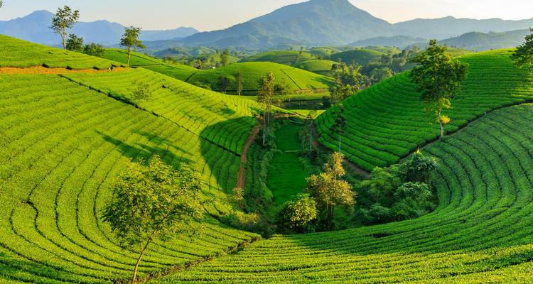 Paysage luxuriant de plantation de thé vert avec des montagnes en arrière-plan.