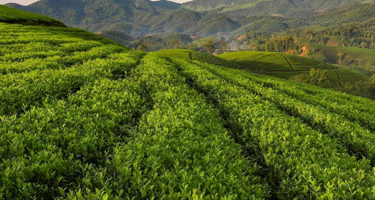 Des champs de thé vert s'étendant au loin avec des collines en arrière-plan.
