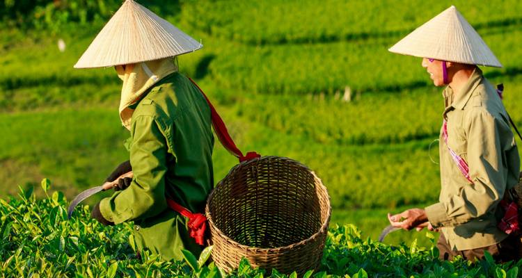 Deux personnes en tenue traditionnelle avec des paniers dans une plantation de thé.