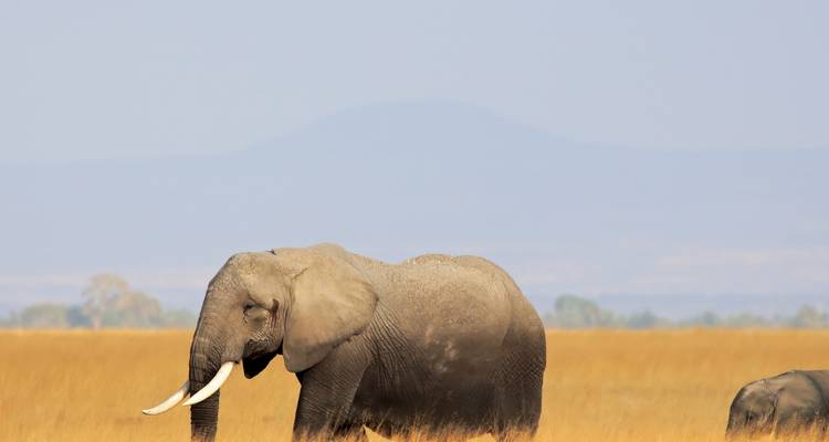 Éléphant marchant dans un paysage de savane avec des montagnes au loin.