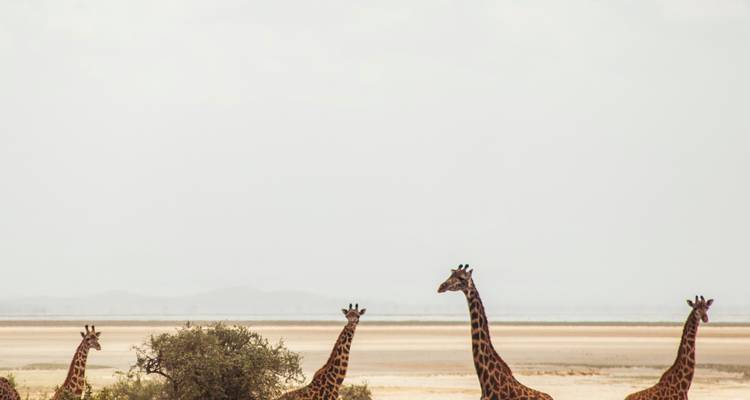 Des girafes marchant dans un paysage plat semblable à un désert.