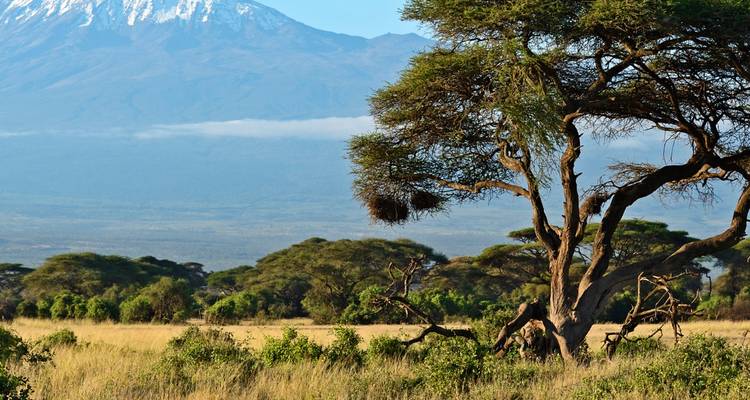 Arbre avec le mont Kilimandjaro en arrière-plan.