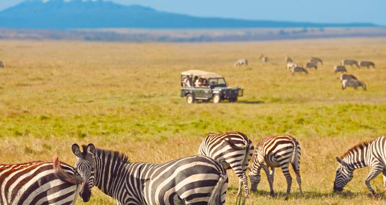 Véhicule de safari parmi les zèbres dans un paysage de savane herbeuse.