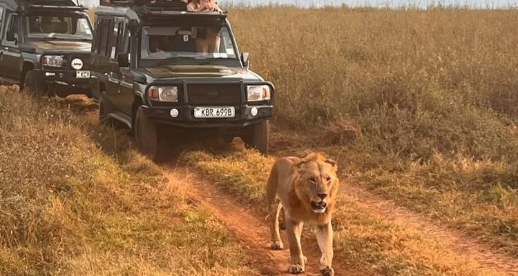 Lion marchant sur un sentier de terre avec des véhicules de safari en arrière-plan.