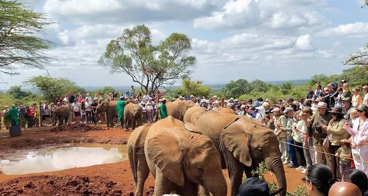 Groupe d'éléphants et de personnes observant à distance.