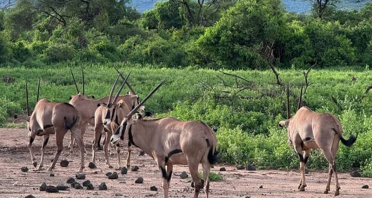 Groupe d'oryx dans un paysage verdoyant.