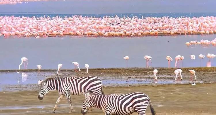 Zèbres et flamants roses au bord d'un lac.