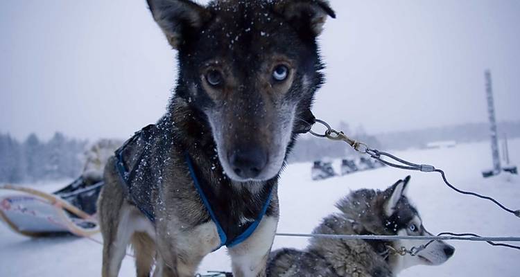 Finland Family Winter Adventure - Exodus Adventure Travels 4