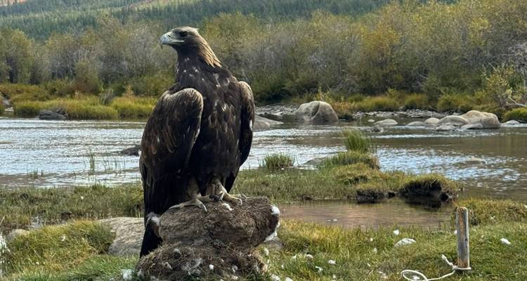Una gran águila posada en un montículo cerca de un río.