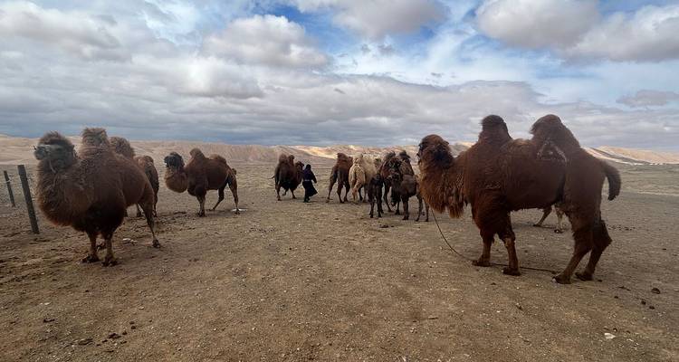 Grupo de camellos en un paisaje desértico árido con un cielo nublado.
