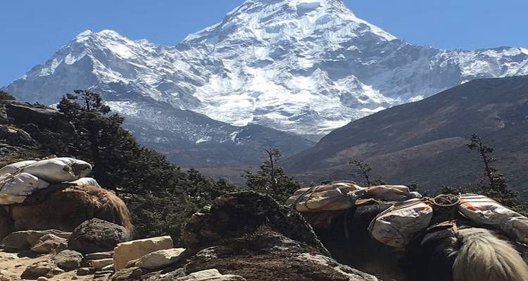 Sommet de montagne enneigé avec des yaks portant des charges au premier plan.