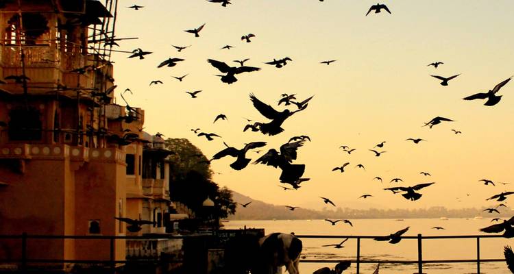 Oiseaux volant au-dessus d'un plan d'eau avec des bâtiments en silhouette au coucher du soleil.