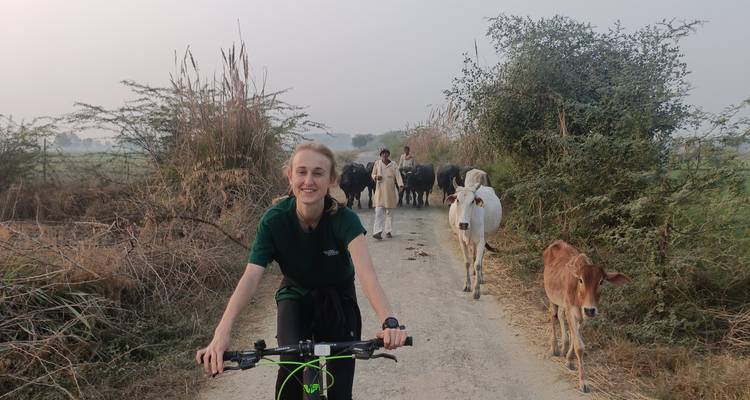 Ciclista disfrutando de un sendero rural con vacas caminando cerca.