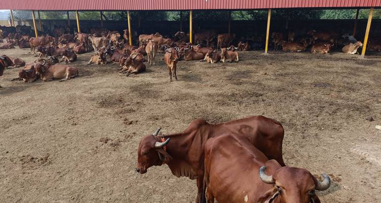 Un rebaño de vacas marrones descansando bajo un cobertizo en un entorno de granja.