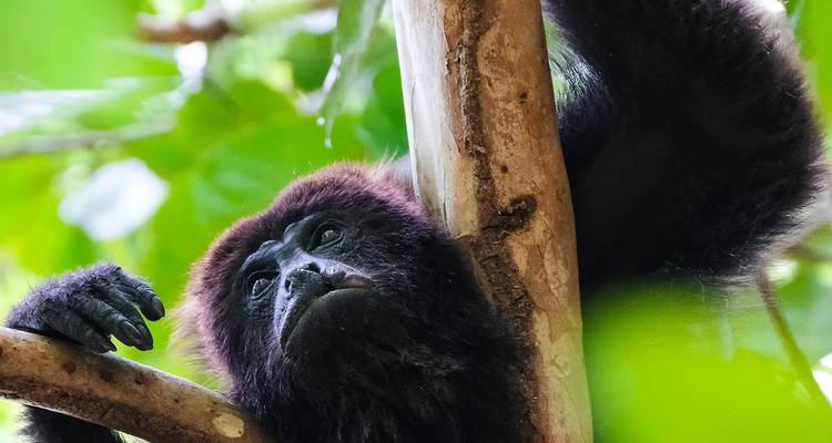 Aap in een boom die aandachtig kijkt.