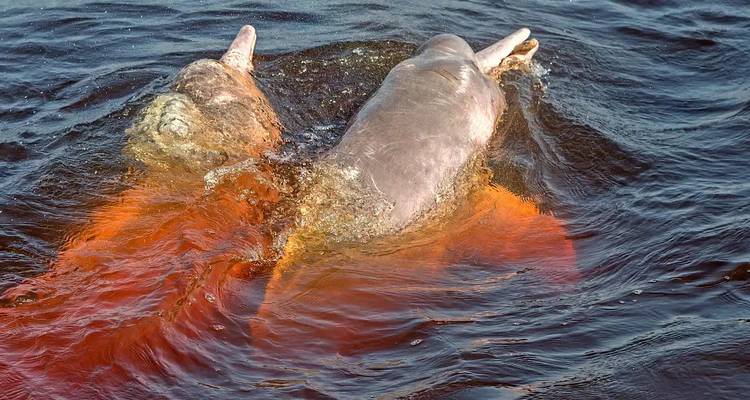 Rivier met roze dolfijnen zichtbaar in het water.