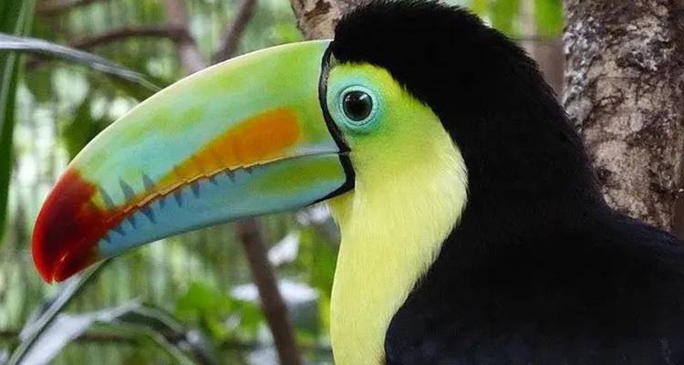 Close-up van een kleurrijke toekan die op een tak zit.