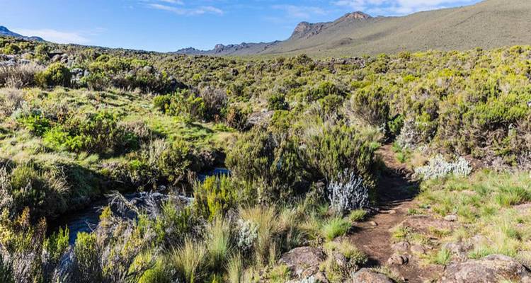 Weite Landschaft mit grüner Vegetation und fernen Bergen.