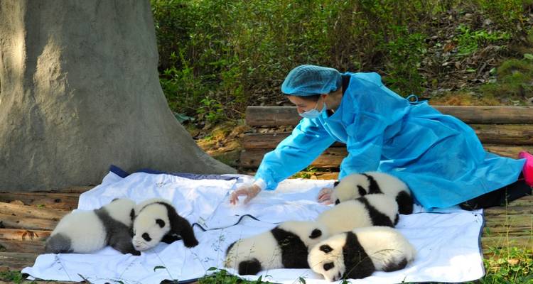 Cuidador interactuando with crías de panda en un centro de investigación.
