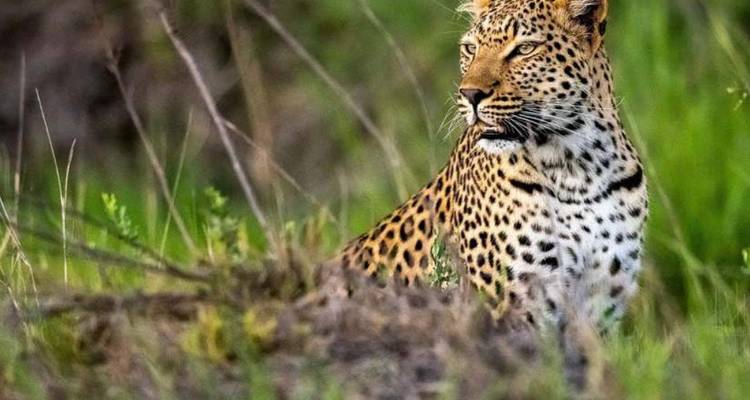 Luipaard zittend in het gras, alert kijkend.