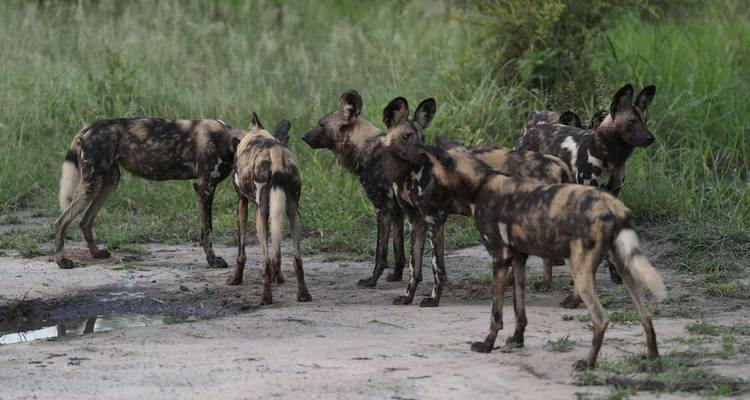 Pack of African wild dogs standing on a dirt path.