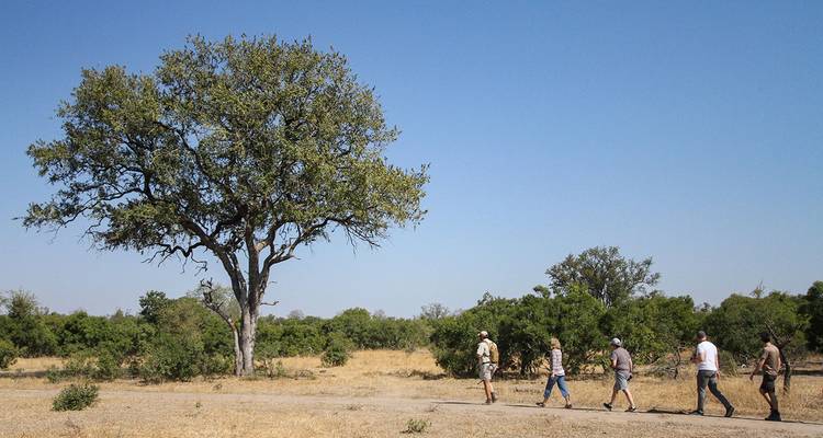 People walking in a line with a large tree in the background.