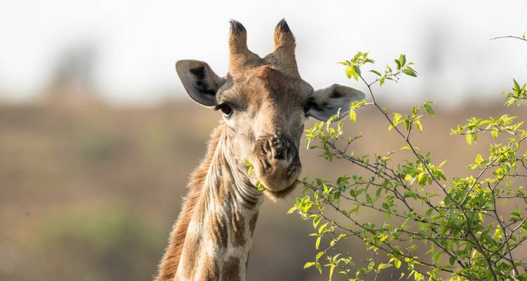 Girafe mangeant des feuilles d'un buisson.