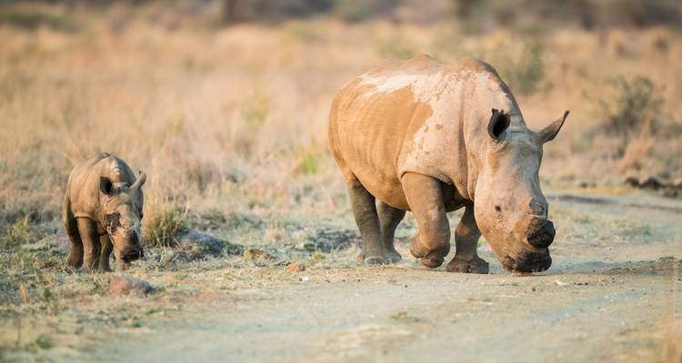 Mère et bébé rhinocéros marchant.