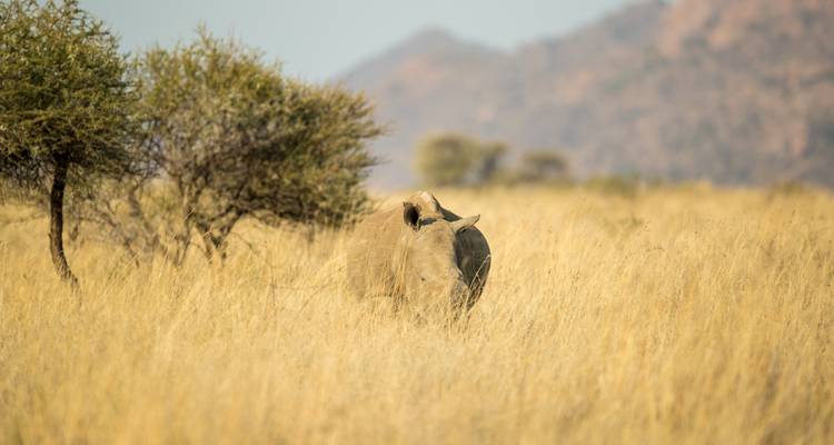 Rhinocéros dans les hautes herbes avec des montagnes au loin.