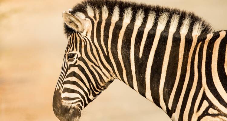 Profil d'un zèbre avec un motif de rayures détaillé.
