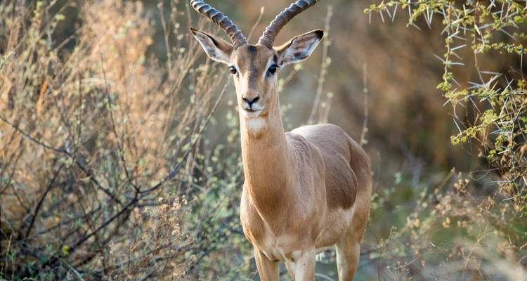 Un impala debout au milieu des buissons.