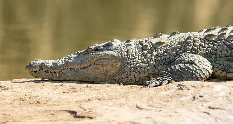 Crocodile se reposant sur un rocher près de l'eau.