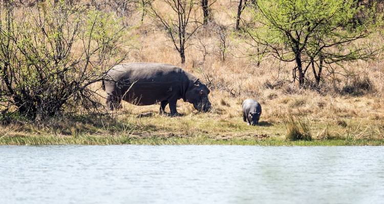 Hippopotame avec son petit au bord de l'eau.