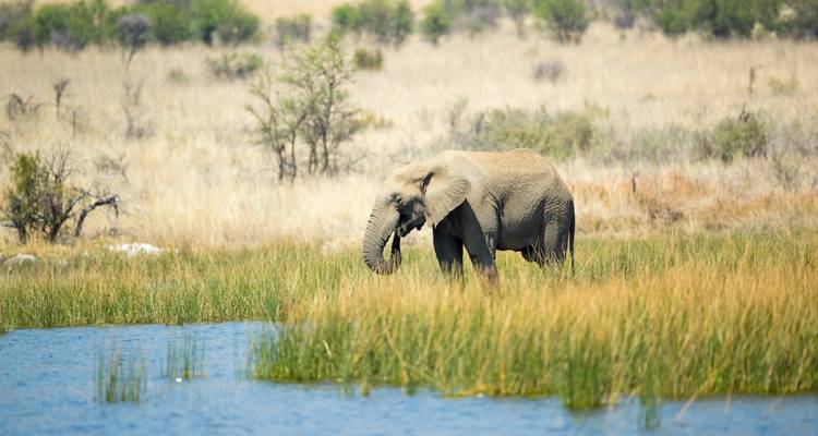 Éléphant broutant près de l'eau dans une savane.