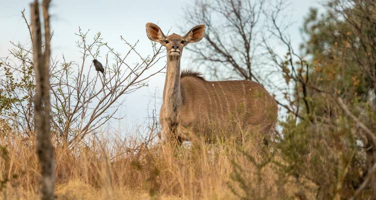 Antilope debout dans un champ avec un oiseau sur un arbre.