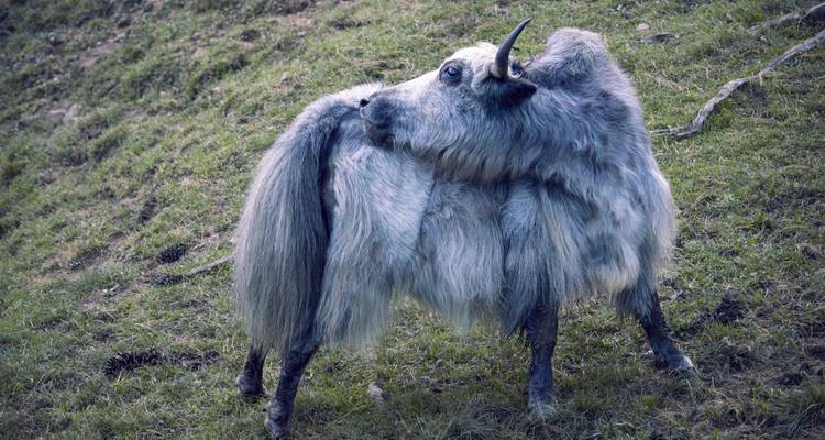 Un yak parado en una ladera cubierta de hierba.
