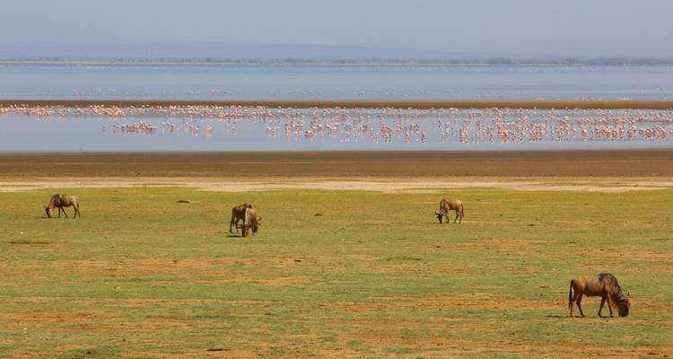 Gnoes grazend bij een meer met flamingo's in de verte.