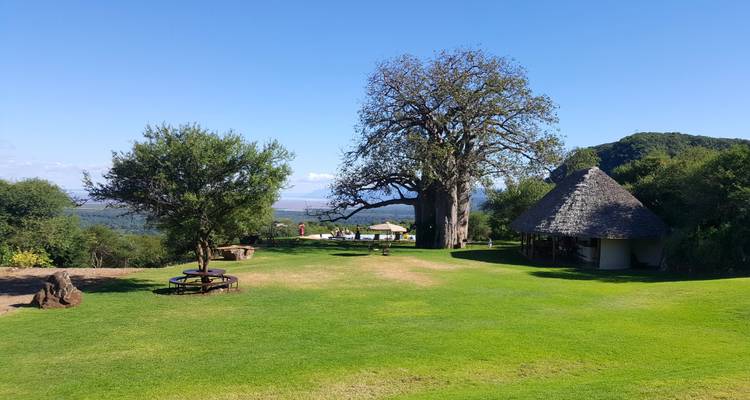 Groen parkgebied met een baobabboom en rietgedekte constructies.