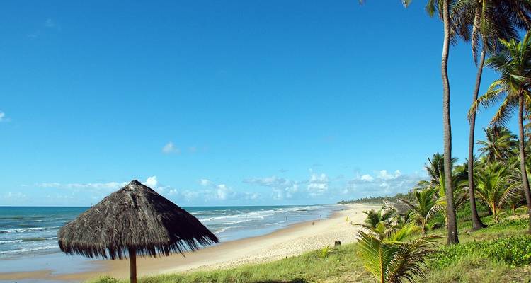 Une vue panoramique de plage avec des palmiers et un parasol de chaume.