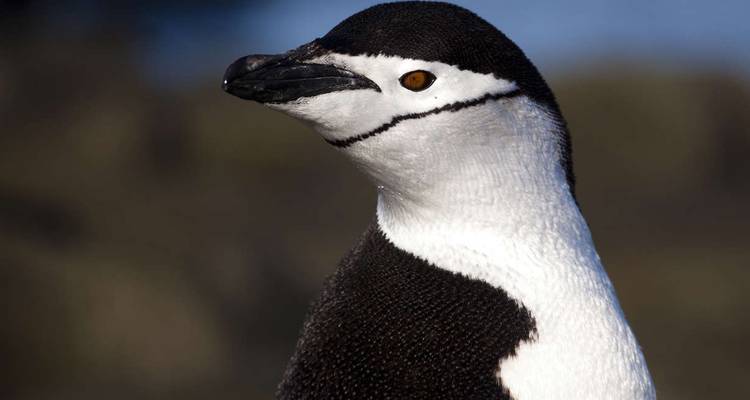 Primer plano de un pingüino contra un fondo difuminado.