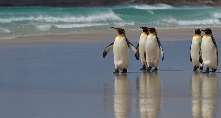 Grupo de pingüinos caminando en una playa junto al mar.