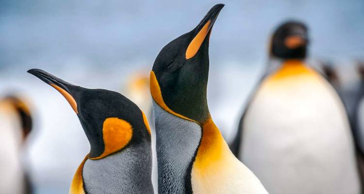 Un par de pingüinos con coloración distintiva entre otros.