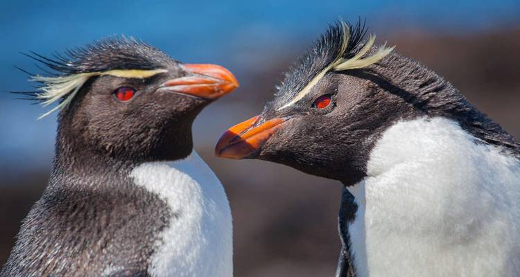 Primer plano de pingüinos saltarrocas con crestas amarillas puntiagudas.