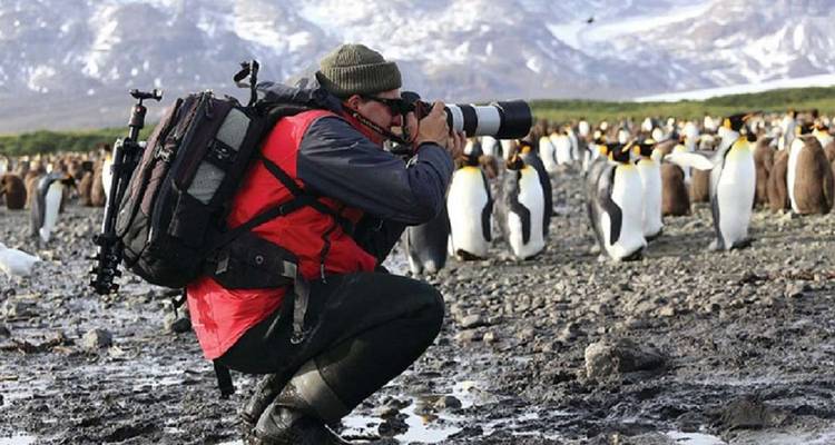 Fotógrafo tomando fotografías de pingüinos en un hábitat natural.