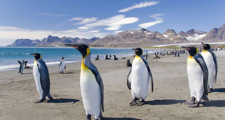 Pingüinos en una playa con montañas de fondo.