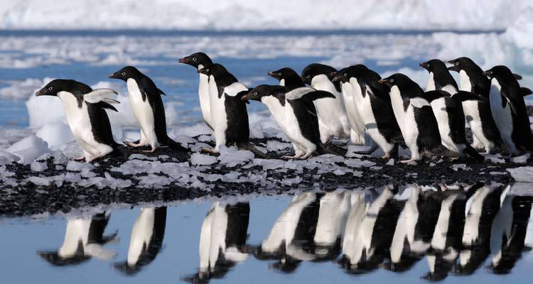 Grupo de pingüinos en terreno helado con reflejos en el agua.