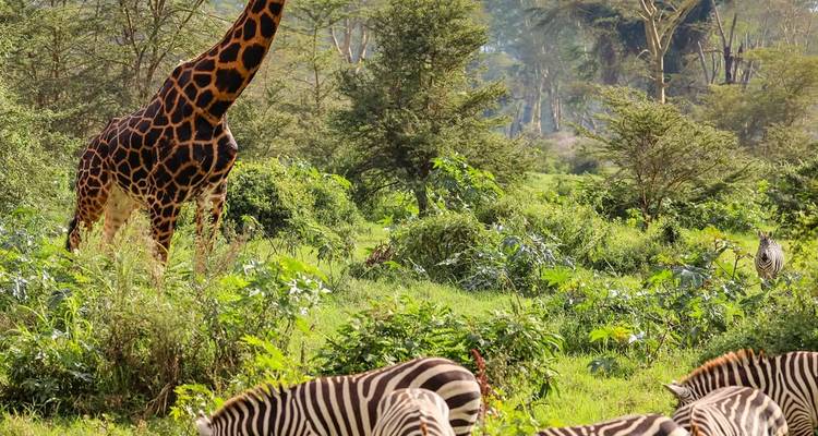 Giraffe und Zebras in einer üppig grünen Umgebung.