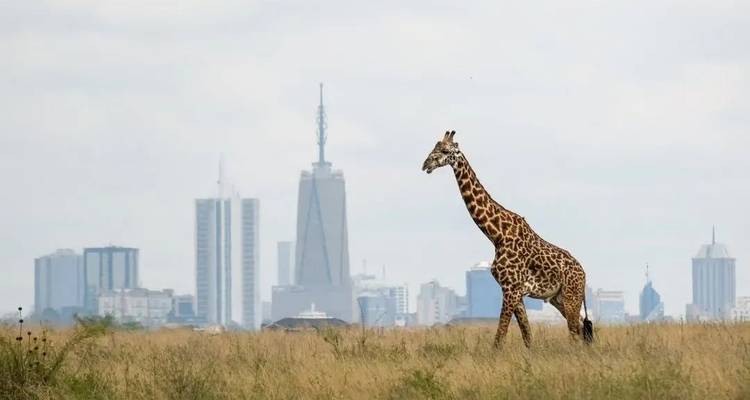 Giraffe in einer Savanne mit Stadtskyline.