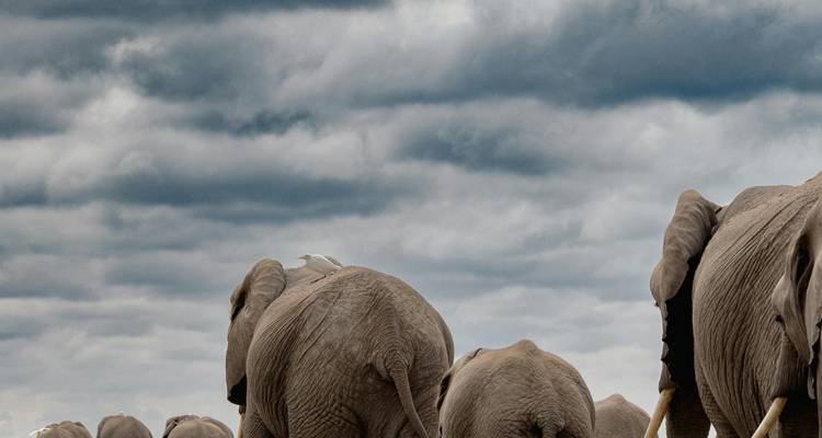 Elefantenherde, die weggeht.