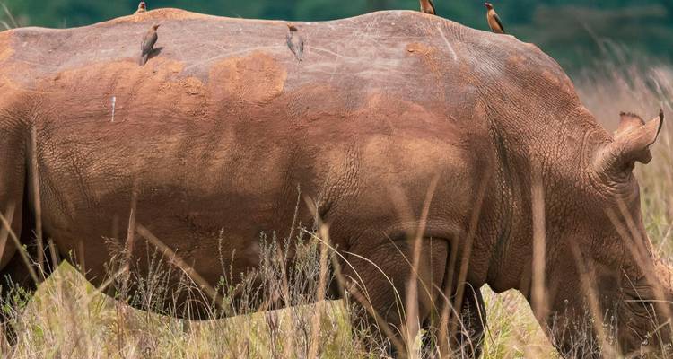 Nashorn mit Vögeln, die auf seinem Rücken sitzen.